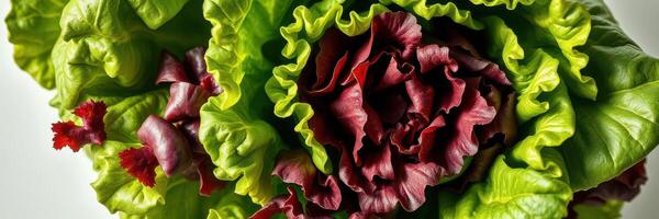 Freshly harvested red and green lettuce displaying vibrant colors in natural light photo