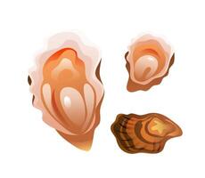Illustration of an open oyster and a closed oyster in a realistic 3D style. vector