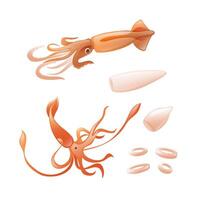 Illustration of squid, squid fillet, and squid rings in realistic 3D style. vector