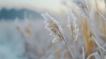 A field of grass covered in frost and snow photo