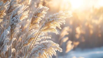 A field of tall grass covered in snow photo