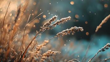 A field of grass with snowflakes in the air photo
