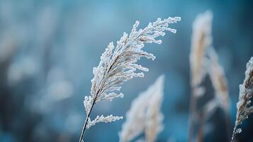 A single stalk of grass covered in frost photo