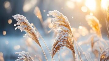 A field of tall grass covered in snow photo