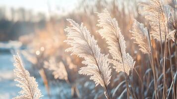 A field of tall grass with frost on the tips photo