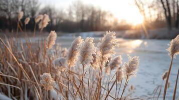 A field of tall grass with a sun shining on it photo