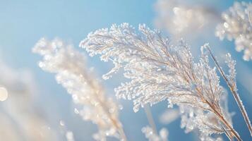 A field of grass covered in frost and snow photo