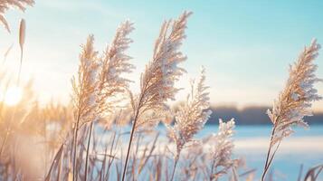 A field of tall grass with a bright sun in the background photo