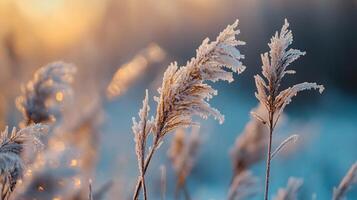 A field of grass covered in frost and snow photo