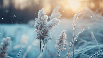 A field of grass covered in snow and frost photo