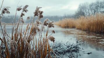 A field of tall grass with a body of water in the background photo