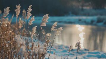 A field of tall grass with snow on the ground photo