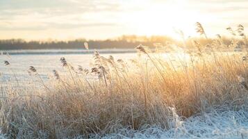 A field of tall grass covered in snow photo