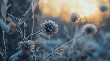 A close up of a field of flowers covered in frost photo