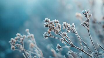 A close up of a field of flowers covered in frost photo