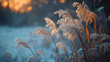 A field of tall grass covered in frost photo
