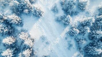 A snowy forest with trees covered in snow photo