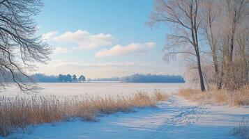A snowy field with a tree in the background photo