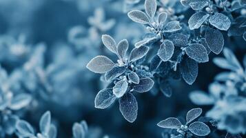 A close up of a leafy plant with frost on it photo