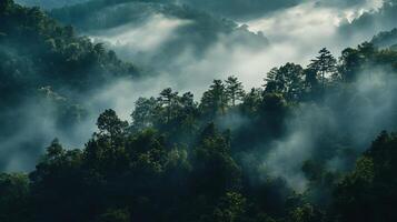 A dense forest with foggy mist surrounding the trees photo