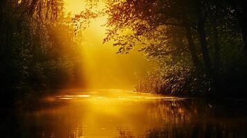 A forest with a river running through it photo