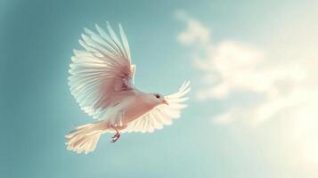 A white bird with its wings spread out is flying in the sky photo