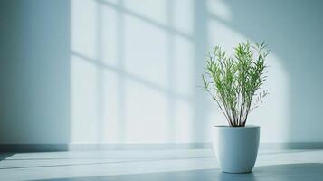 A potted plant sits on a white floor in a room with a window photo
