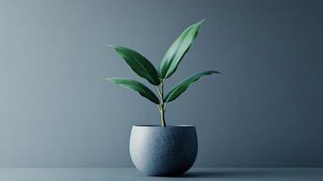 A small plant is in a blue vase on a table photo