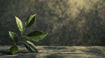 A leaf is on a table with a grey background photo