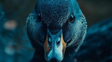A duck with a blue face is staring at the camera photo