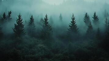 A forest with trees covered in fog photo