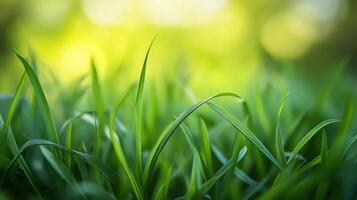 A lush green field with dew on the grass photo