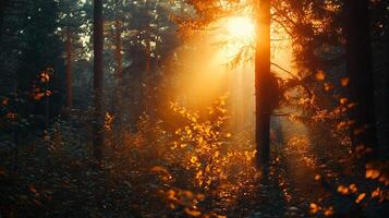 The sun is shining through the trees, casting a warm glow on the forest floor photo
