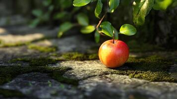 A red apple is sitting on a mossy rock photo