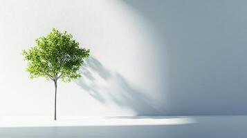A tree is standing in front of a white wall, casting a shadow on the wall photo