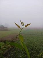 a tree branch with a long stem and a body of water in the background. photo