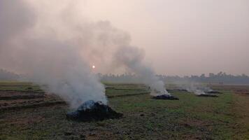 Fire burns stubble on the field destroy summer photo