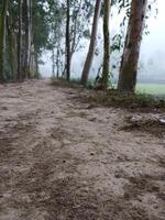 The image shows a dirt path winding through a forest. photo