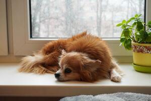 Portrait of a sad dog. Home comfort. Chihuahua dog lies on the windowsill by the window. photo