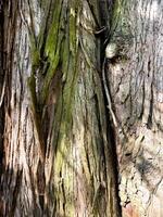 The bark of an evergreen sequoia on a clear sunny day. photo