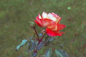 Close-up of a red white floribunda rose on a blurred green background. photo