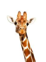 Giraffe isolated close up photo in a zoo on a white background, cute, funny, happy giraffa portrait face shot.