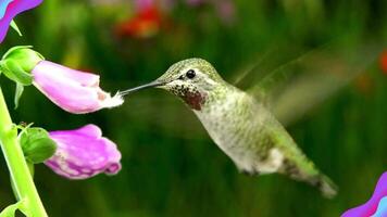 A bird extracting nectar from flowers video