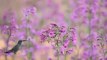 A bird extracting nectar from flowers video