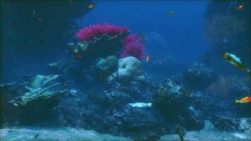 A coral reef with many different types of fish video