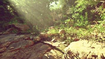 The sun is shining through the trees and rocks video