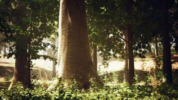 A majestic tree standing tall in the heart of a lush green forest video