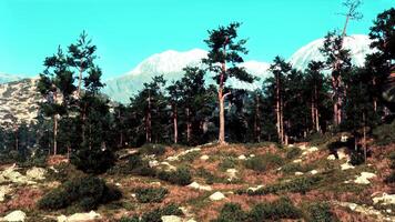landscape with trees on a hill and a majestic mountain in the background video