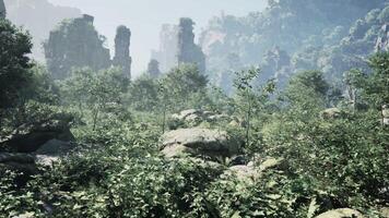 A forest filled with lots of trees and rocks video