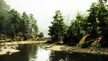 A serene river flowing through a vibrant green forest video